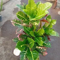 فیکوس،لاوسون،پتوس،رزلوکس|گل و گیاه طبیعی|رشت, حومه رشت|دیوار