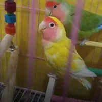 جفت طوطی برزیلی نر و ماده مولد