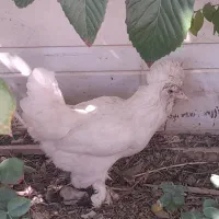 خروس لهستانی مرغ لهستانی مرغ سلطان تخم گذار|حیوانات مزرعه|خمینی‌شهر, |دیوار