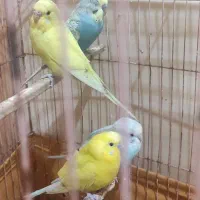 مرغ عشق|پرنده|خرمشهر, |دیوار