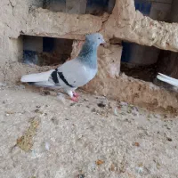فروش جفت شامی دم سفید عقیلی