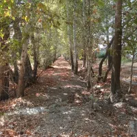 انار سردرختی