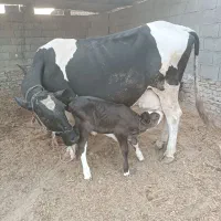 گاو هلشتین با گوساله