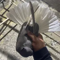 نرماده دمسفید|پرنده|کرمانشاه, |دیوار