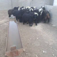 ۱۸راس بره نر ماده سبک وزن ذات دار