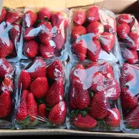 شیفت شب میوه فروشی