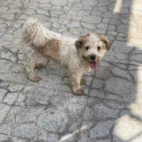 سگ خانگی معاوضه