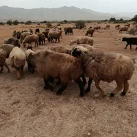 100 راس میش بره دار و آبستن