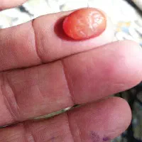 سنگ ومهره وانگشتر نقره فیروزه نیشابور