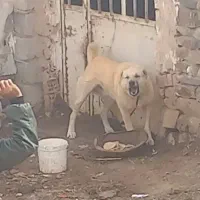 واگذاری سگ نگهبان و گلگی ضمانتی