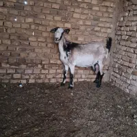 یک راس بز دورگ ابستن سنگین|حیوانات مزرعه|اردکان, |دیوار