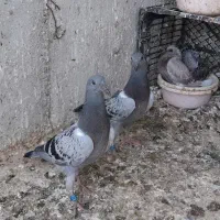 کبوترمسافتی