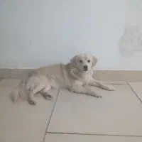 فروش توله سگ