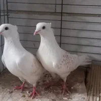 کبوتر پرشی با بازی