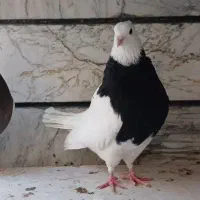 فروش ۵عددطوقی بایه سینه زردخال سیاه دار