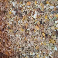 دانه سرای آذر گندم ۳۱ عمده و خرده