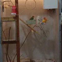 پرنده