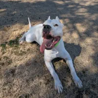 واگذاری دو قلاده سگ نرو ماده (داگو آرژانتینو)