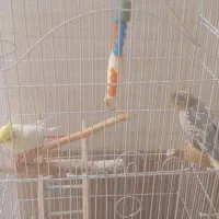 فروش جفت عروس هلندی با قفس ب همراه طوطی کوتوله