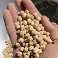 بذر نخود پاییزه رقم گوکسو|حراج|ایوان, |دیوار