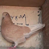 کبوتربلندی 2عددماده