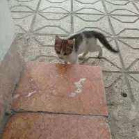گربه واگذاری رایگان