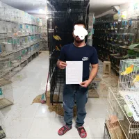 طوطی پاربلو اوپلاین یووینگ عروس قناری قفس|پرنده|مشهد, عبادی|دیوار