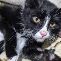 سرپرست مهربون واسه گربه ی خوشگل‌|گربه|کرج, کوی مهر|دیوار