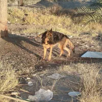 ژرمن|سگ|توکهور, |دیوار