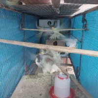 عروس هلندی باقفس