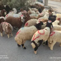 گوسفندوبره فروشی چاق چاق((همراه باقصاب رایگان))|حیوانات مزرعه|اهواز, اسلام آباد غربی|دیوار