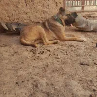 سگ گوسفندی|سگ|پائین جام, |دیوار