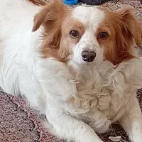 اشپیتز نر عقیم شدن واکسن خورده