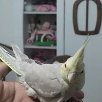 جوجه عروس هلندی