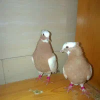 کفتر طوقی زرد عروسک