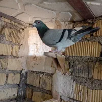 پلاکی طوقی زرد|پرنده|شیراز, سلطان آباد|دیوار