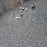 کبوتر|پرنده|دورود, |دیوار