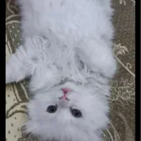 بچه گربه اسکاتیش