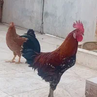شوش