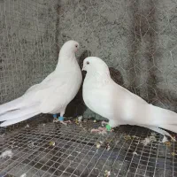 کفتر کبوتر سفید چشم نوک سفید سینه ای|پرنده|خمینی‌شهر, |دیوار