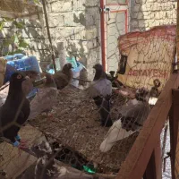 فروش کبوتر  زهک|پرنده|زهک, |دیوار