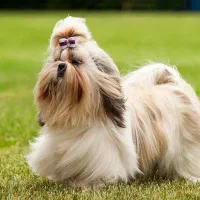 سگ شیتزو سوپر فلت