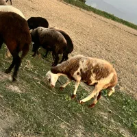 گوسفند و بره