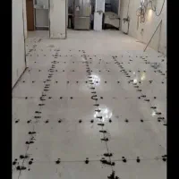 استا کارنماسنگ و سرامیک وکاشی|خدمات پیشه و مهارت|تربت‌حیدریه, شهرک ولیعصر|دیوار