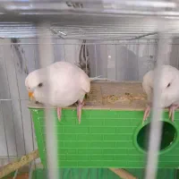 مرغ عشق نر و ماده