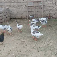 غاز(بط)|حیوانات مزرعه|زهک, |دیوار