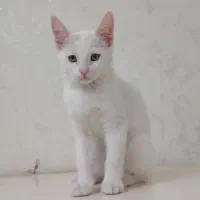 بچه گربه خائومانی(جواهرسفید)