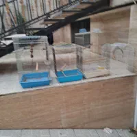 فروش ده یا ۱۵ تا قفس پرنده بزرگ درحد نو