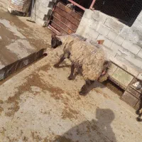 شیشک چاق حوشک|حیوانات مزرعه|اردل, |دیوار