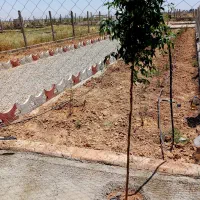 باغچه ۲۵۰ متری در ایجدان|فروش زمین و ملک کلنگی|جوادآباد, |دیوار